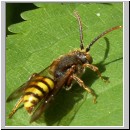Nomada ruficornis - Wespenbiene 05.jpg